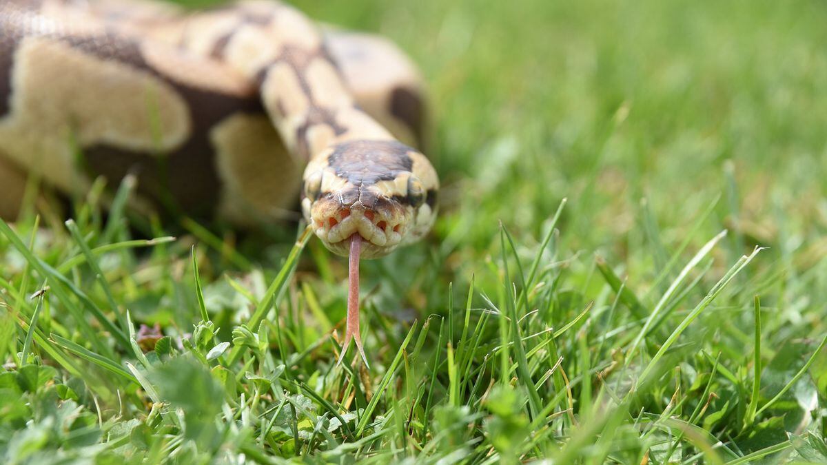 large-cannibal-python-eats-even-bigger-python-then-throws-it-back-up