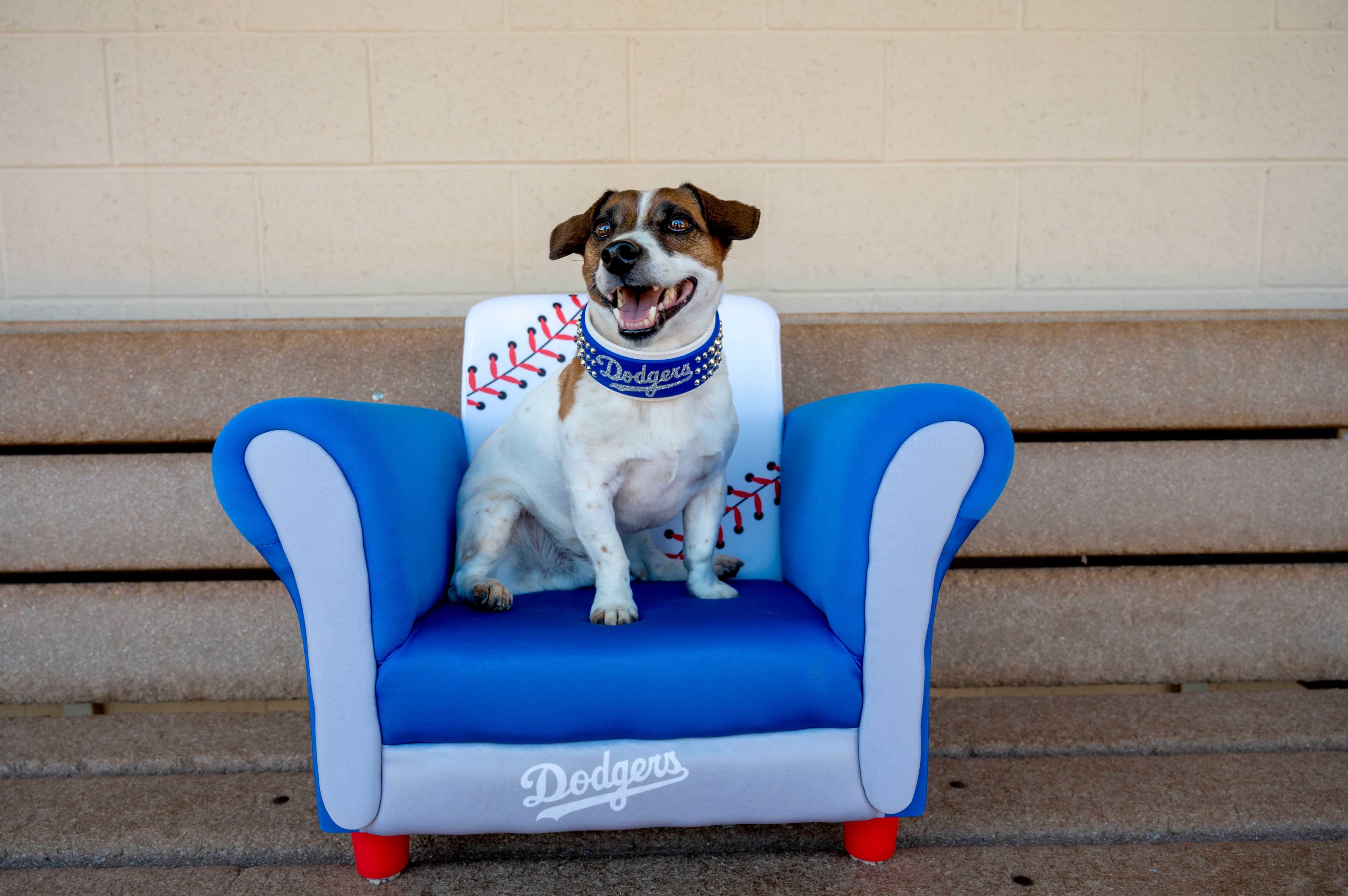 Fast little legs: Russell Terrier Macho declared fastest doggie