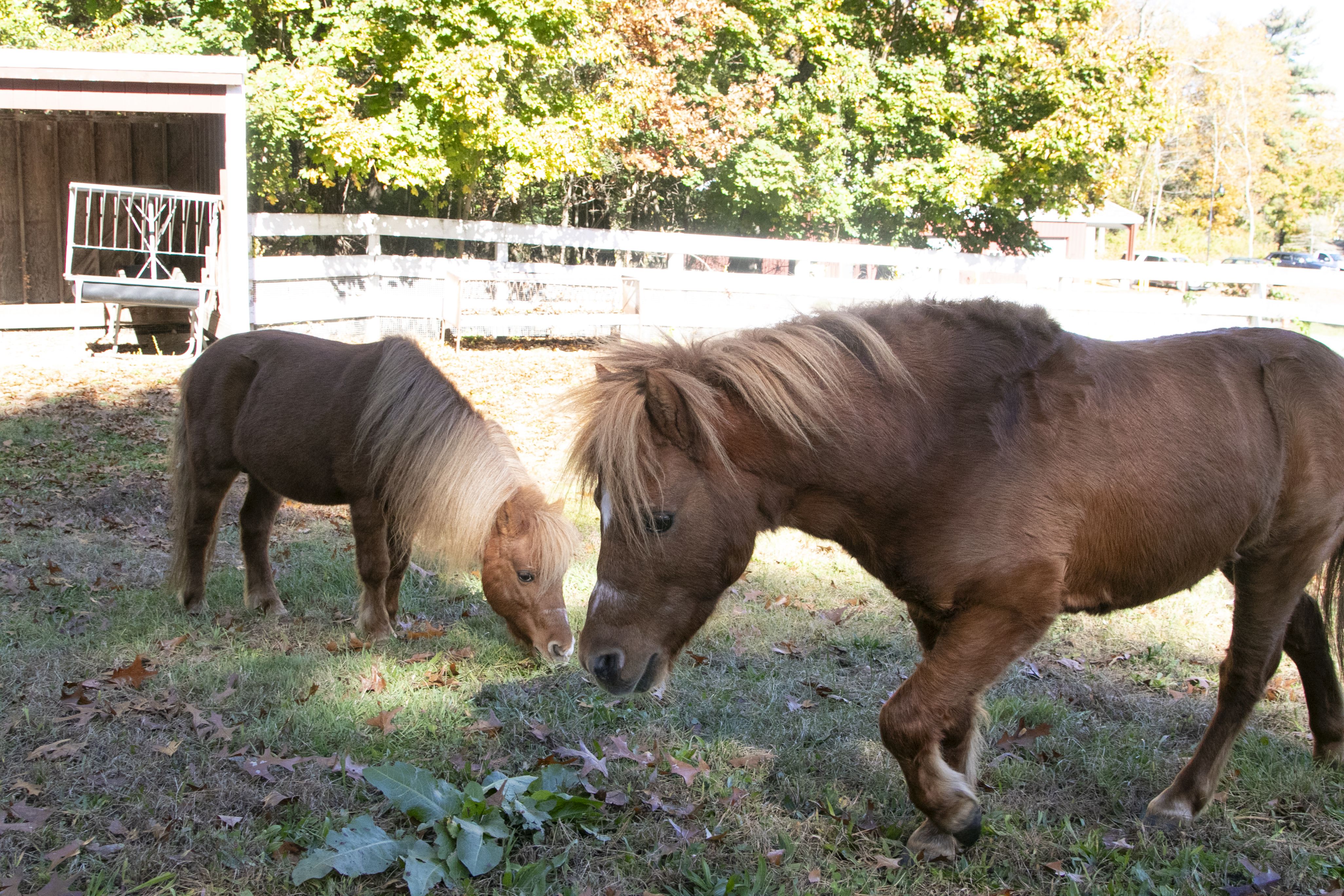 Mini stallion siblings in Dedham looking for new home – Boston 25 News