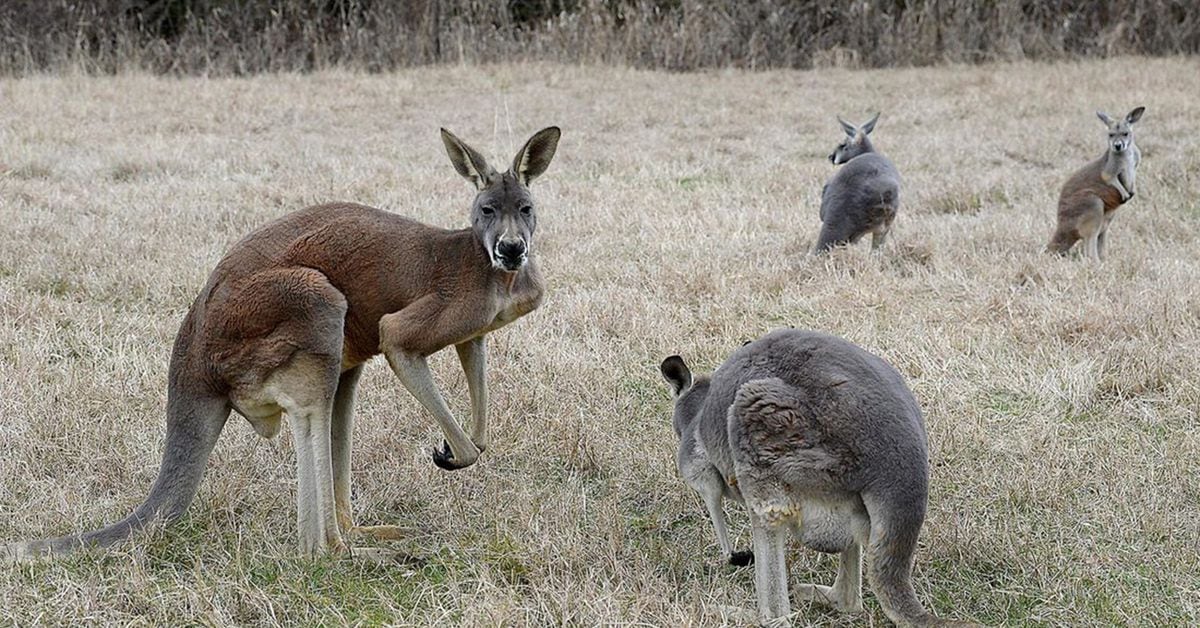 Roger the ripped kangaroo dies at 12