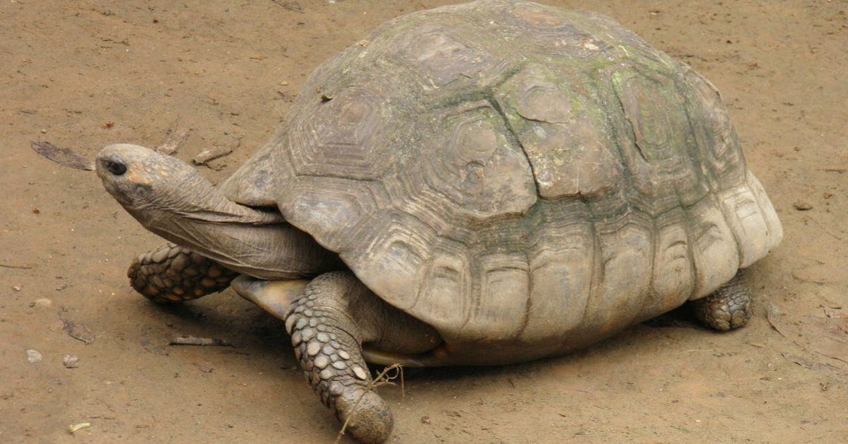 100-pound tortoise missing in New Mexico