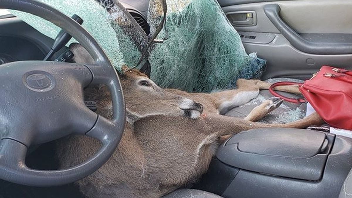 Deer crashes through car windshield, lands in seat