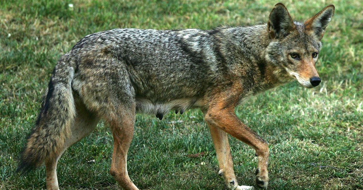 Caught on camera: Coyotes scare off dogs in New Hampshire