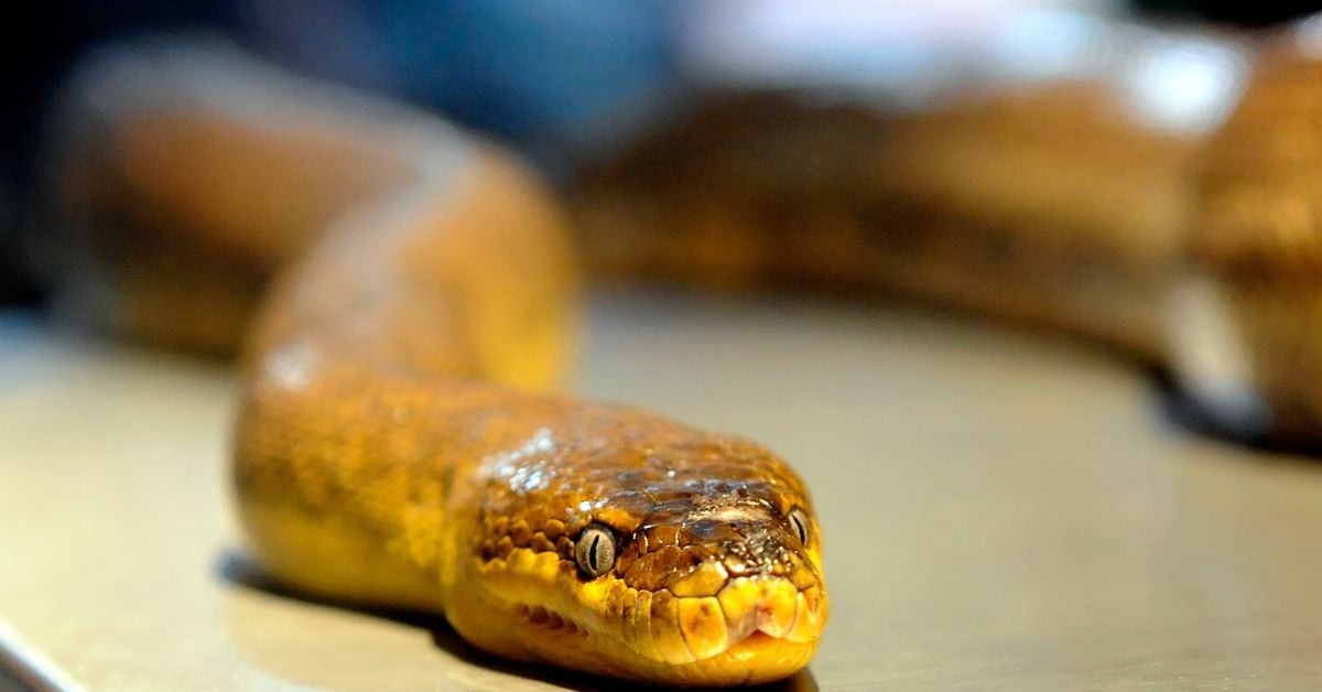 Study Reveals How Snakes Lost Their Legs