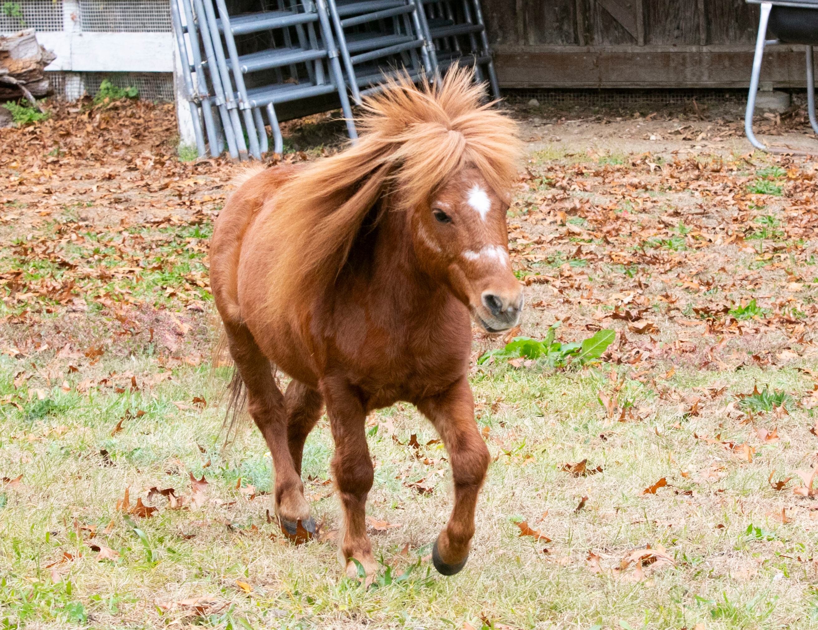 Mini stallion siblings looking for new home – Boston 25 News