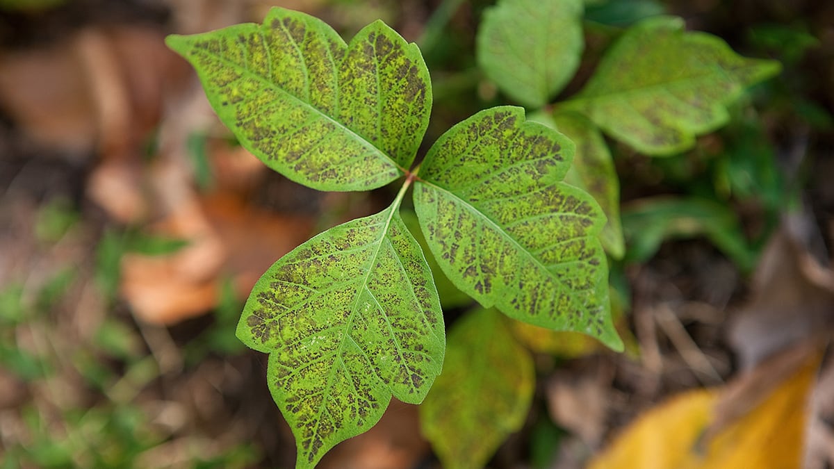 Itchy? Here are 10 ways to soothe poison oak, sumac, ivy