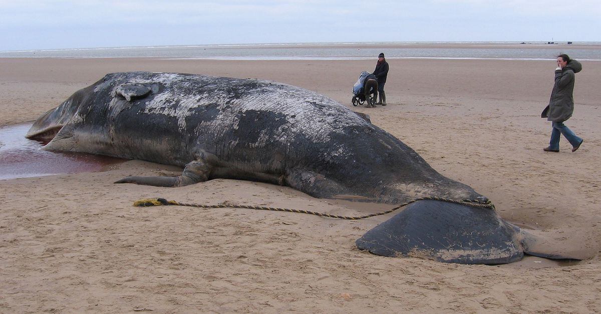 increase-in-dead-dying-marine-life-on-west-coast-beaches-linked-to