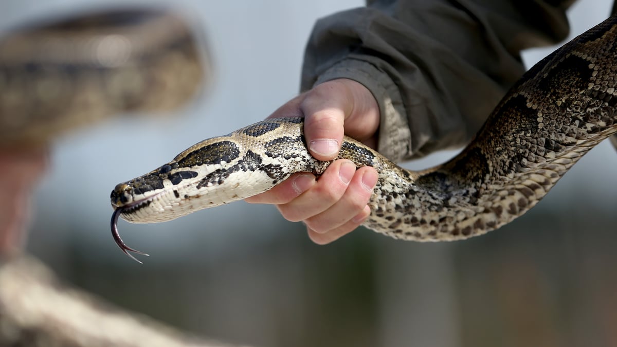 How a python can swallow a man whole