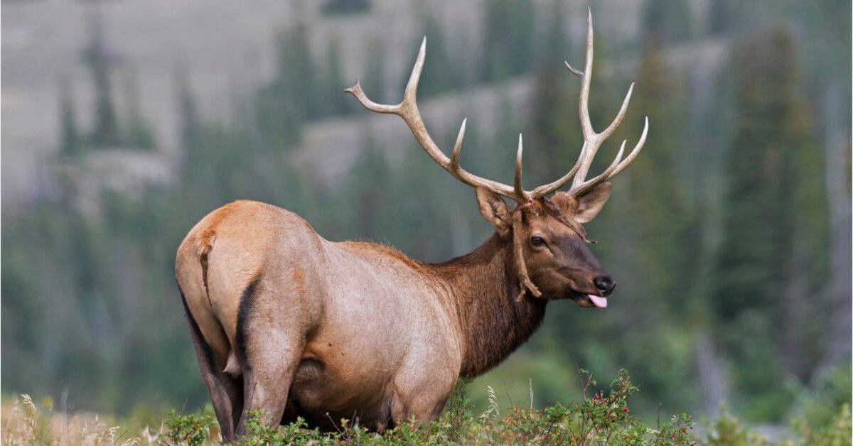 New Mexico crew rescues bull elk stuck in trench