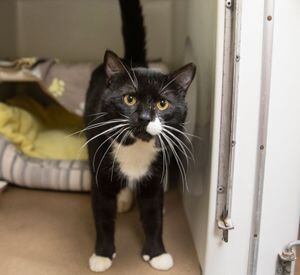 After overcrowding situations, cats finding new homes through the Animal  Rescue League of Boston