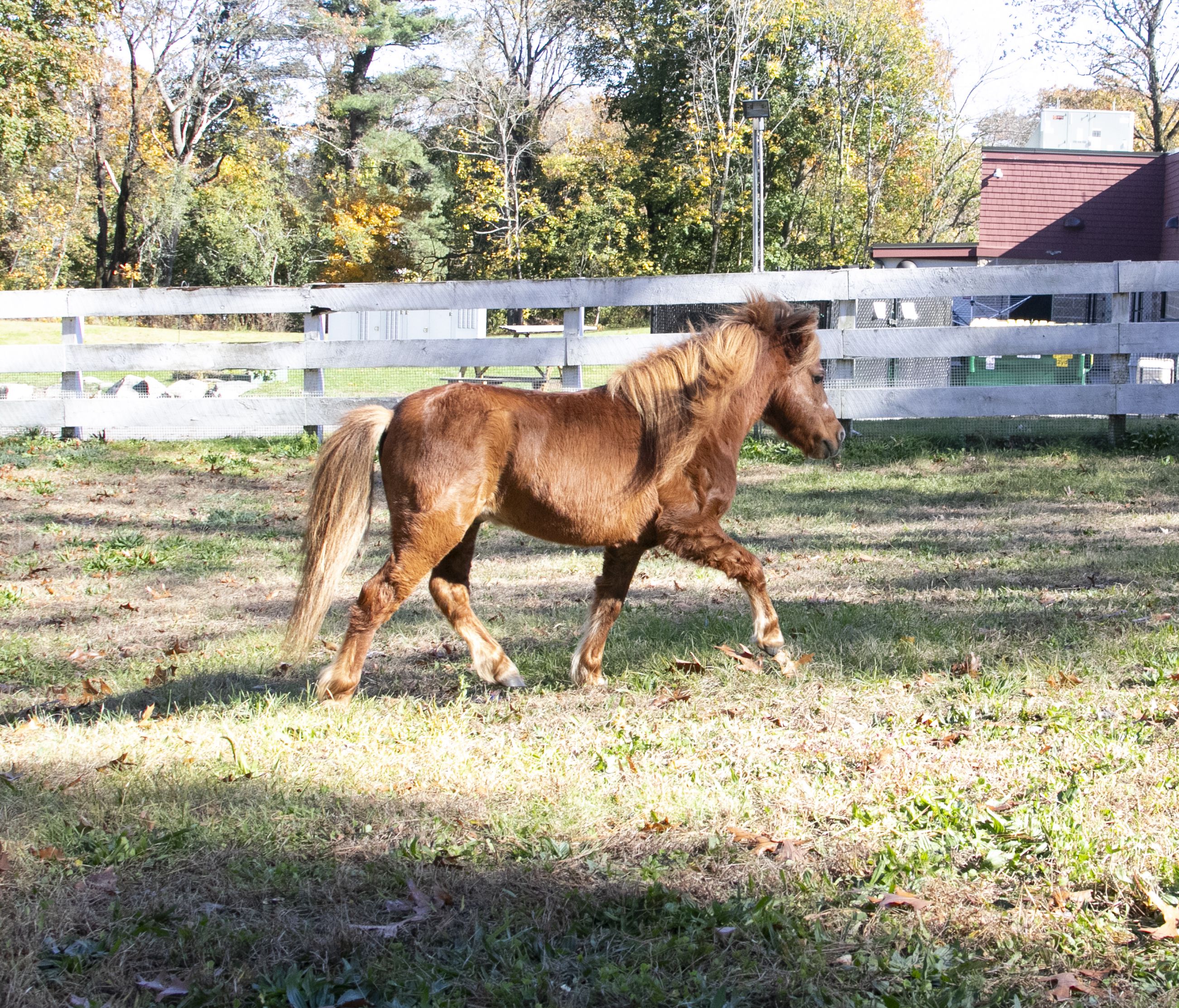 Mini stallion siblings in Dedham looking for new home – Boston 25 News