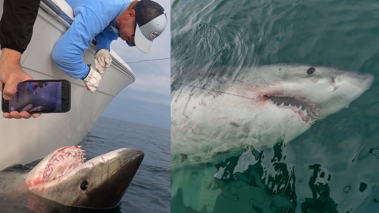 Boston Shark Fishing  Elizabeth Marie Sportfishing