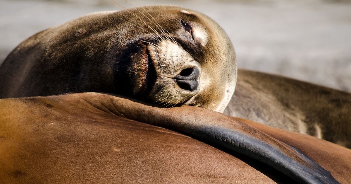 Hilarious video shows giant sea lions relaxing on tiny boat, nearly