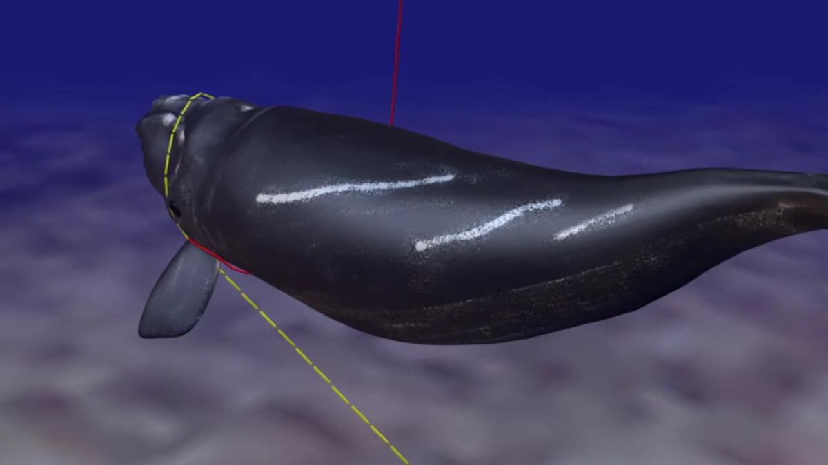 Here's How A Right Whale Gets Entangled In Fishing Gear