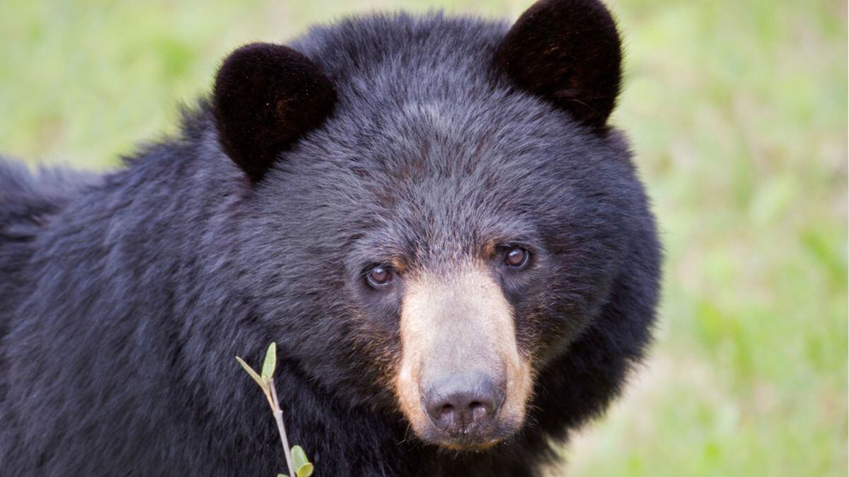 Beachgoers Told To Be On Lookout For Black Bear On Outer Banks Beach